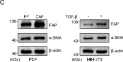 Western blot - Anti-Fibroblast activation protein, alpha antibody (AB53066)