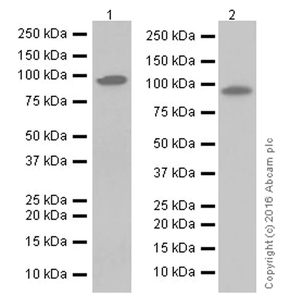 Western blot - Anti-Fibroblast activation protein, alpha antibody [EPR20021] (AB207178)