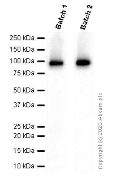 Western blot - Anti-Fibroblast activation protein, alpha antibody [EPR20021] - BSA and Azide free (AB271976), expandable thumbnail