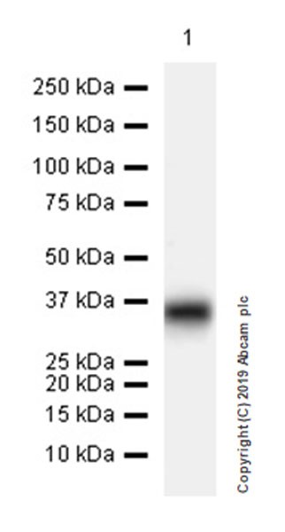 Western blot - Anti-Fibromodulin antibody [EPR23029-174] (AB267465), expandable thumbnail