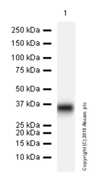 Western blot - Anti-Fibromodulin antibody [EPR23029-174] (AB267465)