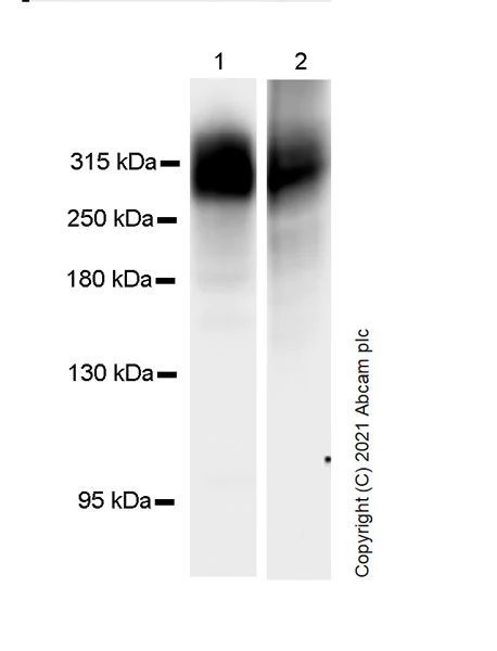 Western blot - Anti-Fibronectin antibody [10/Fibronectin] (AB281575)