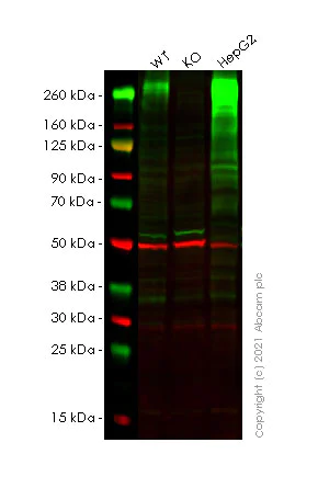 Western blot - Anti-Fibronectin antibody [10/Fibronectin] - BSA and Azide free (AB281577)