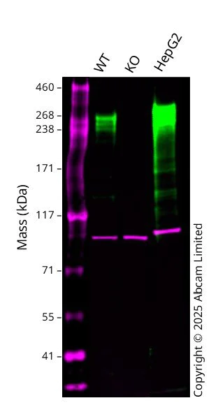 Western blot - Anti-Fibronectin antibody [10/Fibronectin] - BSA and Azide free (AB281577)