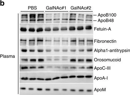 Western blot - Anti-Fibronectin antibody (AB2413)