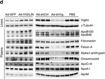 Western blot - Anti-Fibronectin antibody (AB2413)