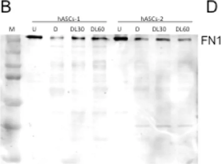 Western blot - Anti-Fibronectin antibody (AB2413)