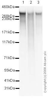 Western blot - Anti-Fibronectin antibody (AB2413)