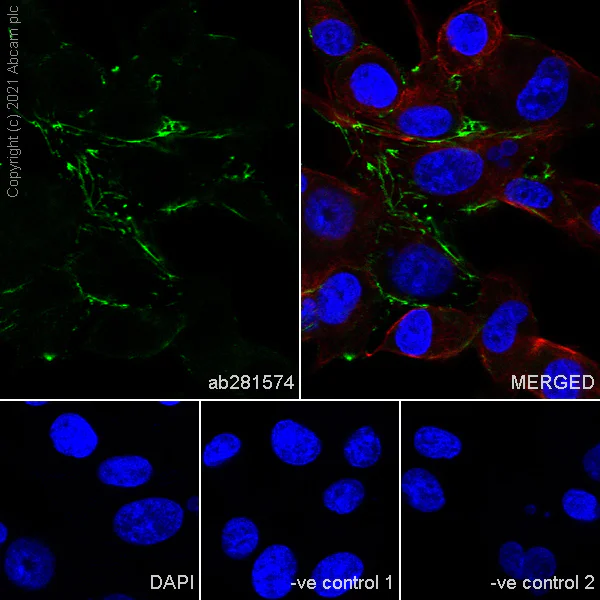Immunocytochemistry/ Immunofluorescence - Anti-Fibronectin antibody [EP-5] - BSA and Azide free (AB281576)