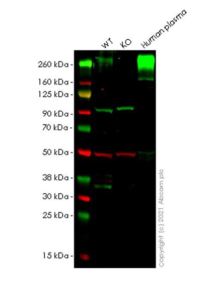 Western blot - Anti-Fibronectin antibody [EP-5] - BSA and Azide free (AB281576)