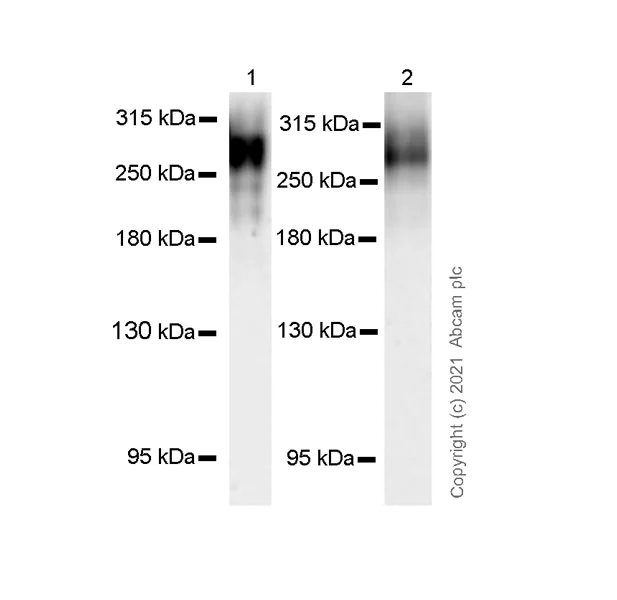 Western blot - Anti-Fibronectin antibody [EP-5] - BSA and Azide free (AB281576)