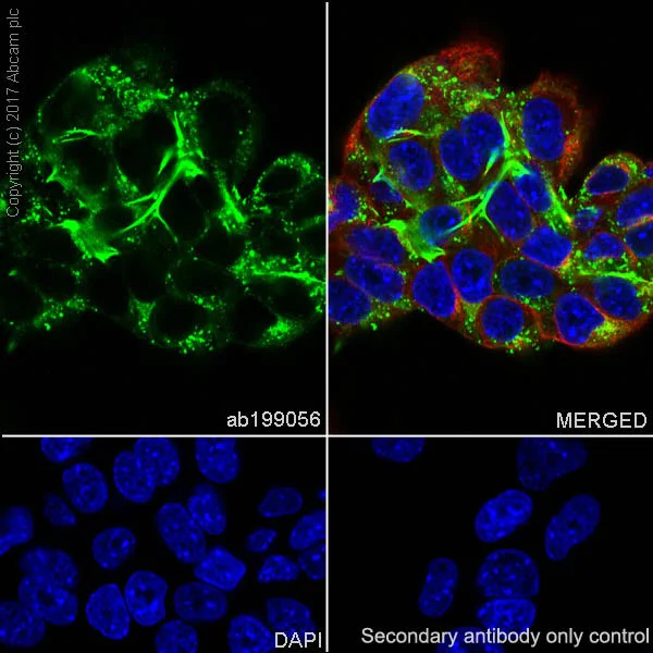 Immunocytochemistry/ Immunofluorescence - Anti-Fibronectin antibody [EPR19241-46] (AB199056)