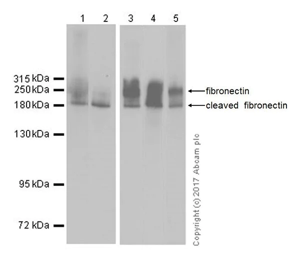 Western blot - Anti-Fibronectin antibody [EPR19241-46] (AB199056)