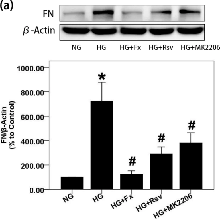 Western blot - Anti-Fibronectin antibody [EPR19241-46] (AB199056)