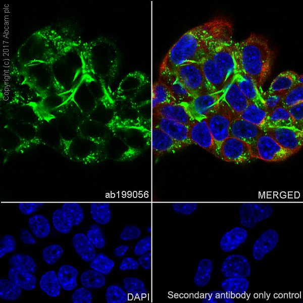 Immunocytochemistry/ Immunofluorescence - Anti-Fibronectin antibody [EPR19241-46] - BSA and Azide free (AB224689), expandable thumbnail