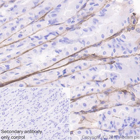 Immunohistochemistry (Formalin/PFA-fixed paraffin-embedded sections) - Anti-Fibronectin antibody [EPR19241-46] - BSA and Azide free (AB224689)