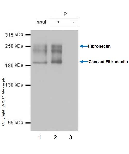 Immunoprecipitation - Anti-Fibronectin antibody [EPR19241-46] - BSA and Azide free (AB224689), expandable thumbnail
