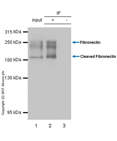 Immunoprecipitation - Anti-Fibronectin antibody [EPR19241-46] - BSA and Azide free (AB224689)