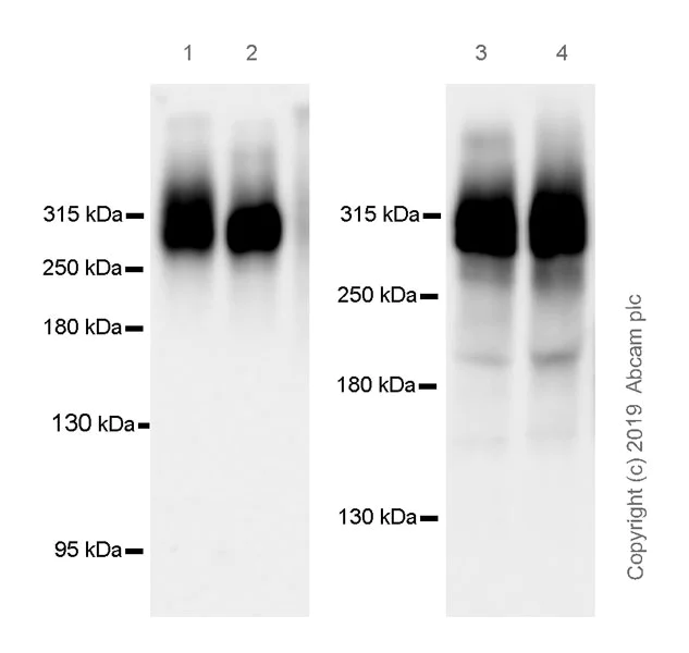 Western blot - Anti-Fibronectin antibody [EPR23110-25] (AB268021)