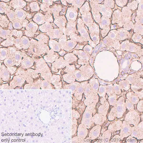 Immunohistochemistry (Formalin/PFA-fixed paraffin-embedded sections) - Anti-Fibronectin antibody [EPR23110-25] - BSA and Azide free (AB268023)