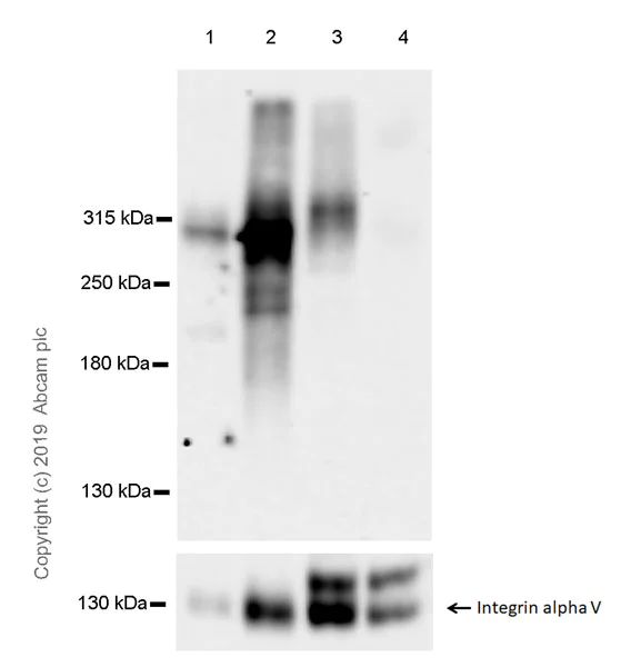 Western blot - Anti-Fibronectin antibody [EPR23110-25] - BSA and Azide free (AB268023)