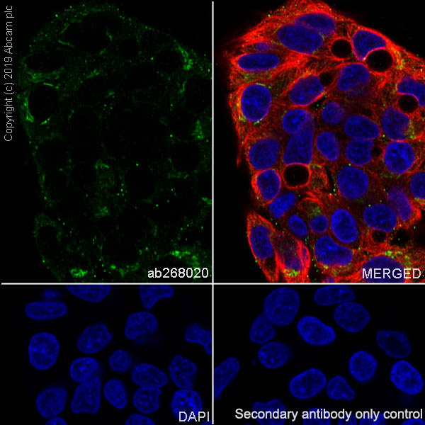 Immunocytochemistry/ Immunofluorescence - Anti-Fibronectin antibody [EPR23110-46] (AB268020), expandable thumbnail
