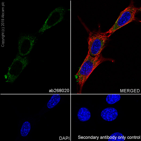 Immunocytochemistry/ Immunofluorescence - Anti-Fibronectin antibody [EPR23110-46] (ab268020), expandable thumbnail