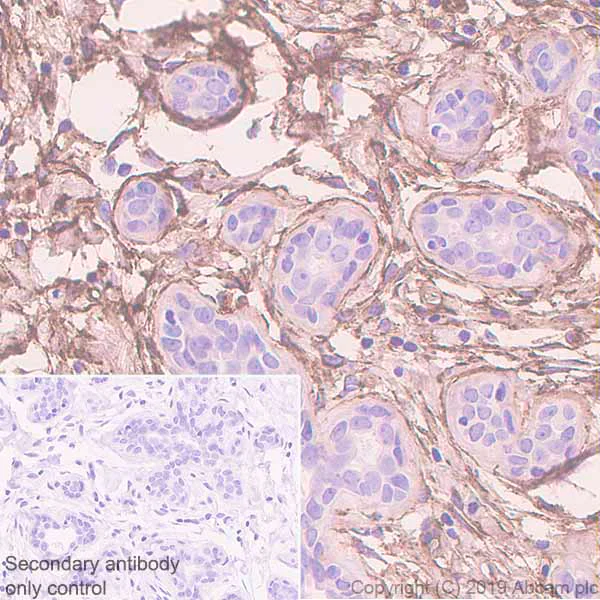 Immunohistochemistry (Formalin/PFA-fixed paraffin-embedded sections) - Anti-Fibronectin antibody [EPR23110-46] (AB268020)
