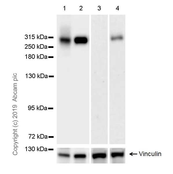 Western blot - Anti-Fibronectin antibody [EPR23110-46] (AB268020)