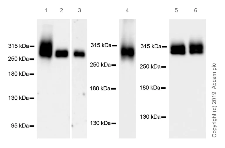 Western blot - Anti-Fibronectin antibody [EPR23110-46] (AB268020)