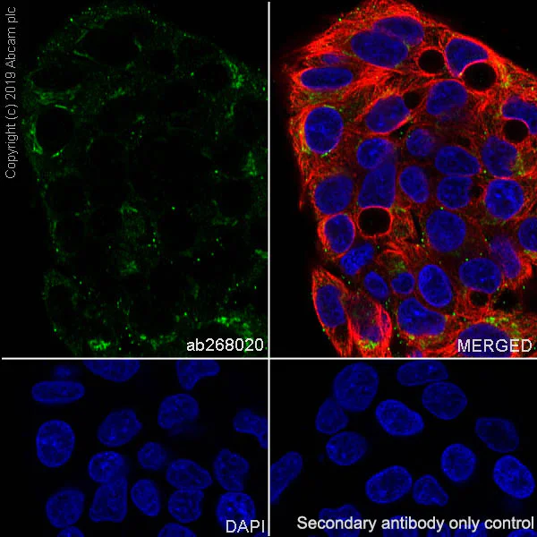Immunocytochemistry/ Immunofluorescence - Anti-Fibronectin antibody [EPR23110-46] - BSA and Azide free (AB268022)
