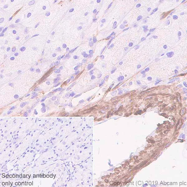 Immunohistochemistry (Formalin/PFA-fixed paraffin-embedded sections) - Anti-Fibronectin antibody [EPR23110-46] - BSA and Azide free (AB268022)