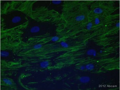 Immunocytochemistry/ Immunofluorescence - Anti-Fibronectin antibody [F1] (AB32419), expandable thumbnail