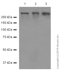 Western blot - Anti-Fibronectin antibody [F1] (AB32419)