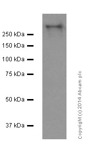 Western blot - Anti-Fibronectin antibody [F1] (AB32419), expandable thumbnail