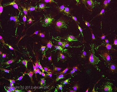 Immunocytochemistry/ Immunofluorescence - Anti-Fibronectin antibody [F1] - BSA and Azide free (AB271831)