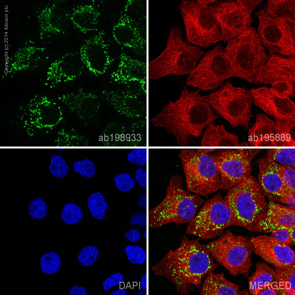 Immunocytochemistry/ Immunofluorescence - Anti-Fibronectin antibody [F1] - Low endotoxin, Azide free (AB219366)