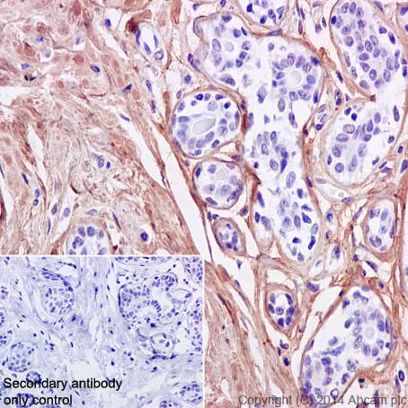 Immunohistochemistry (Formalin/PFA-fixed paraffin-embedded sections) - Anti-Fibronectin antibody [F1] - Low endotoxin, Azide free (AB219366)