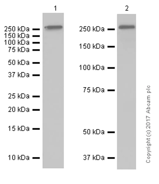 Western blot - Anti-Fibronectin antibody [F14] (AB45688)