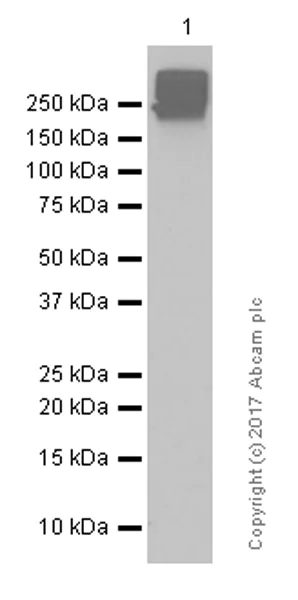 Western blot - Anti-Fibronectin antibody [F14] (AB45688)