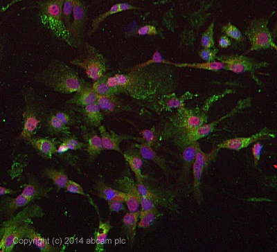 Immunocytochemistry/ Immunofluorescence - Anti-Fibronectin antibody [F14] - BSA and Azide free (AB206928)
