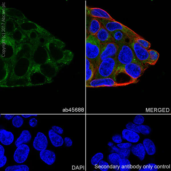 Immunocytochemistry/ Immunofluorescence - Anti-Fibronectin antibody [F14] - BSA and Azide free (AB206928)