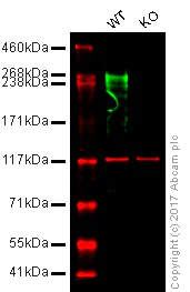 Western blot - Anti-Fibronectin antibody [F14] - BSA and Azide free (AB206928)