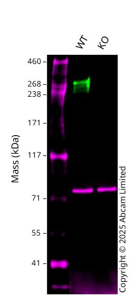 Western blot - Anti-Fibronectin antibody [F14] - BSA and Azide free (AB206928), expandable thumbnail