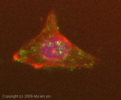 Immunocytochemistry/ Immunofluorescence - Anti-Fibronectin antibody [Fn-3] (AB18265)