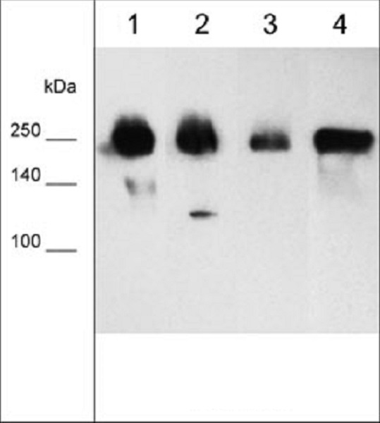 Western blot - Anti-Fibronectin antibody [M013] (AB253287), expandable thumbnail