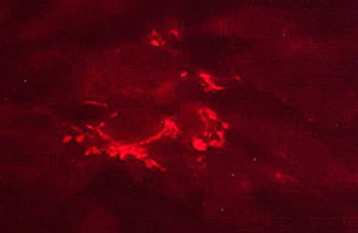 Immunocytochemistry/ Immunofluorescence - Anti-Fibronectin antibody [M022] (AB253288)