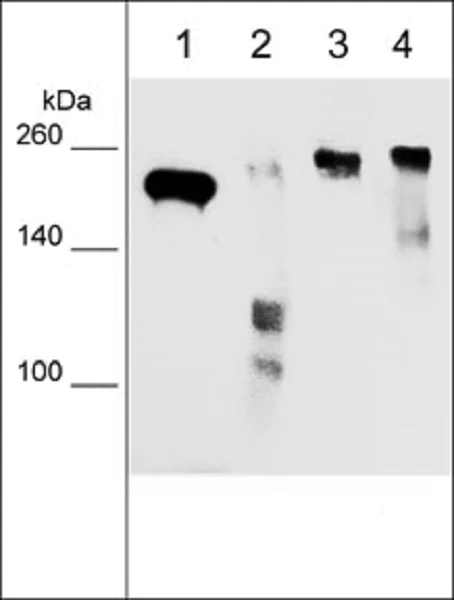 Western blot - Anti-Fibronectin antibody [M022] (AB253288)