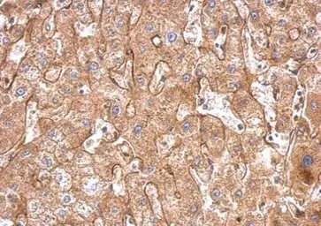 Immunohistochemistry (Formalin/PFA-fixed paraffin-embedded sections) - Anti-Fibronectin antibody - N-terminal (AB137720), expandable thumbnail