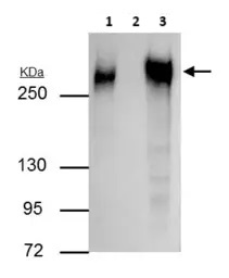 Immunoprecipitation - Anti-Fibronectin antibody - N-terminal (ab137720), expandable thumbnail